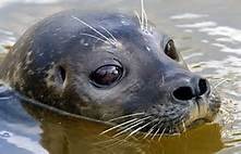 sammy seal